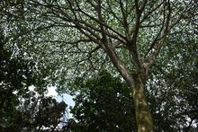 &lsquo;Coraz&oacute;n de Pance&rsquo;: una apuesta de ciudad para la mitigaci&oacute;n y adaptaci&oacute;n al cambio clim&aacute;tico