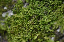 &lsquo;Coraz&oacute;n de Pance&rsquo;: una apuesta de ciudad para la mitigaci&oacute;n y adaptaci&oacute;n al cambio clim&aacute;tico