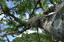&lsquo;Coraz&oacute;n de Pance&rsquo;: una apuesta de ciudad para la mitigaci&oacute;n y adaptaci&oacute;n al cambio clim&aacute;tico