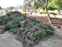 Empez&oacute; a reverdecer el Bulevar de Oriente