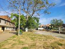 Empez&oacute; a reverdecer el Bulevar de Oriente