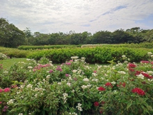 Las abejas: segundas mejores amigas de la humanidad