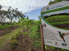 Las abejas: segundas mejores amigas de la humanidad