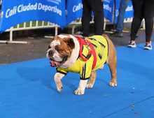 En fotos: adrenalina, alegr&iacute;a, deporte y diversi&oacute;n en la CicloVida RUN 7K de la Familia
