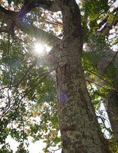 El verde es el color que predomina en el Bulevar de Oriente