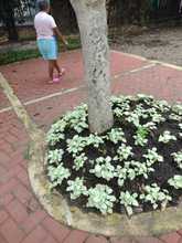 Parques y zonas verdes son el reflejo de nuestra ciudad