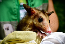 Gracias a labor del Dagma, fauna silvestre retorna a su h&aacute;bitat