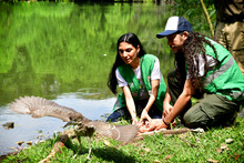Gracias a labor del Dagma, fauna silvestre retorna a su h&aacute;bitat
