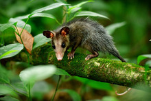 Gracias a labor del Dagma, fauna silvestre retorna a su h&aacute;bitat