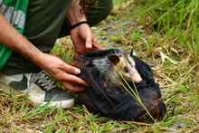 Gracias a labor del Dagma, fauna silvestre retorna a su h&aacute;bitat