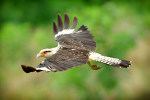 Gracias a labor del Dagma, fauna silvestre retorna a su h&aacute;bitat