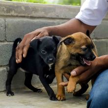 Familias respondieron a la jornada de adopci&oacute;n del Centro de Bienestar Animal de Cali