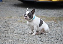 Unidad de Protecci&oacute;n Animal inspeccion&oacute; circo instalado en la ciudad