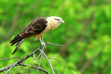 Intercambio de experiencias entre sistemas de &Aacute;reas Protegidas de Cali y Calima-Dari&eacute;n