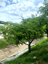 Ceibas juveniles reciben una nueva oportunidad en el Bulevar de Oriente 