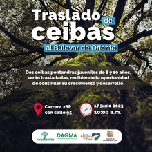 Ceibas juveniles reciben una nueva oportunidad en el Bulevar de Oriente 