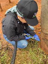 Ceibas juveniles reciben una nueva oportunidad en el Bulevar de Oriente 
