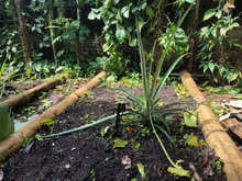 Huerta del Colegio Americano, ejemplo para la soberan&iacute;a alimentaria