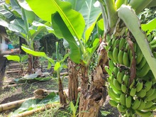 Huerta del Colegio Americano, ejemplo para la soberan&iacute;a alimentaria