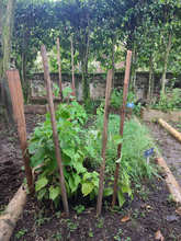 Huerta del Colegio Americano, ejemplo para la soberan&iacute;a alimentaria