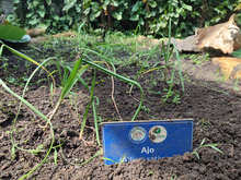 Huerta del Colegio Americano, ejemplo para la soberan&iacute;a alimentaria