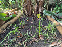 Huerta del Colegio Americano, ejemplo para la soberan&iacute;a alimentaria