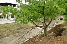 Un frondoso traslado de Puro Coraz&oacute;n  