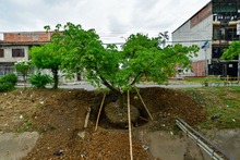 Un frondoso traslado de Puro Coraz&oacute;n  