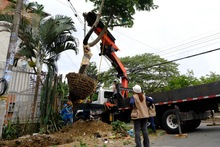 Linda y Leticia, dos &aacute;rboles que le dar&aacute;n vida al Bulevar de Oriente
