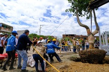 Linda y Leticia, dos &aacute;rboles que le dar&aacute;n vida al Bulevar de Oriente