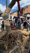 Alcald&iacute;a de Cali realiz&oacute; traslado de &aacute;rboles al Bulevar de Oriente
