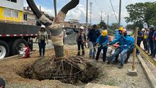 Alcald&iacute;a de Cali realiz&oacute; traslado de &aacute;rboles al Bulevar de Oriente