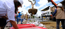 Alcald&iacute;a de Cali realiz&oacute; traslado de &aacute;rboles al Bulevar de Oriente