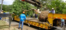 Alcald&iacute;a de Cali realiz&oacute; traslado de &aacute;rboles al Bulevar de Oriente