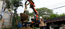 Alcald&iacute;a de Cali realiz&oacute; traslado de &aacute;rboles al Bulevar de Oriente