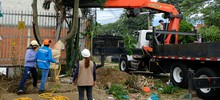 Alcald&iacute;a de Cali realiz&oacute; traslado de &aacute;rboles al Bulevar de Oriente