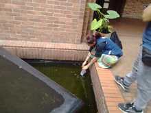 Peces guppies, una alternativa de control biol&oacute;gico contra el dengue