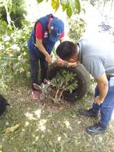 Peces guppies, una alternativa de control biol&oacute;gico contra el dengue