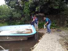 Peces guppies, una alternativa de control biol&oacute;gico contra el dengue