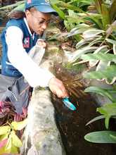 Peces guppies, una alternativa de control biol&oacute;gico contra el dengue