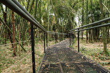 Red de Bosques Urbanos, un tesoro construido por cale&ntilde;os y cale&ntilde;as