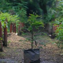 El jardinero que ayud&oacute; a evitar la extinci&oacute;n del Burilico