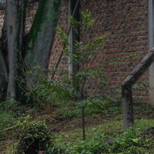 El jardinero que ayud&oacute; a evitar la extinci&oacute;n del Burilico