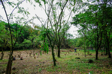 Avanza adecuaci&oacute;n de terreno donde se construir&aacute; nuevo parque de huertas urbanas