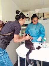 Unidad de Protecci&oacute;n Animal realiza control a colonias de gatos