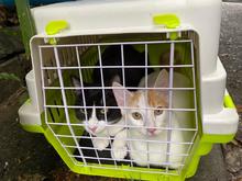 Unidad de Protecci&oacute;n Animal realiza control a colonias de gatos