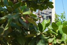  Un Bulevar de la gente, para la gente