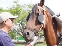 Se cumpli&oacute; jornada de verificaci&oacute;n del estado de equinos utilizados por carretilleros