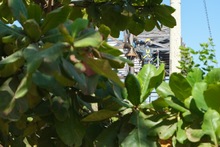 El Bulevar de Oriente &iexcl;Un espacio libre para las artes!