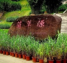 Con la &lsquo;hierba de la felicidad&rsquo;, el Dagma impulsar&aacute; la producci&oacute;n de alimentos